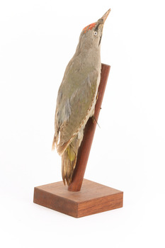 Grey-headed Woodpecker attached to a sloping vertical wooden mount presenting back-right