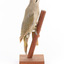 Grey-headed Woodpecker attached to a sloping vertical wooden mount presenting right