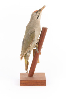 Grey-headed Woodpecker attached to a sloping vertical wooden mount presenting right