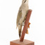Grey-headed Woodpecker attached to a sloping vertical wooden mount presenting front-right