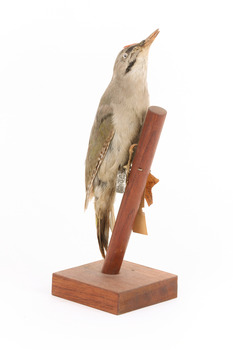 Grey-headed Woodpecker attached to a sloping vertical wooden mount presenting front-right