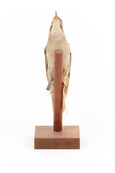 Grey-headed Woodpecker attached to a sloping vertical wooden mount presenting front