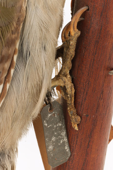 Close-up of Grey-headed Woodpecker feet attached to a sloping vertical wooden mount presenting right