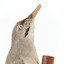 Close-up of Grey-headed Woodpecker head presenting right
