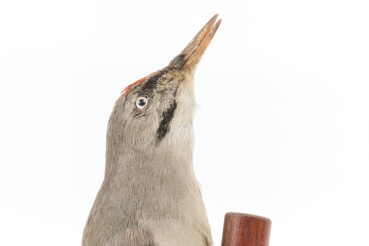 Close-up of Grey-headed Woodpecker head presenting right