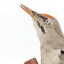 Close-up of Grey-headed Woodpecker head presenting left