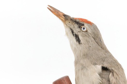 Close-up of Grey-headed Woodpecker head presenting left