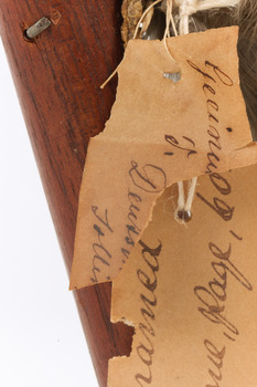 Image of torn paper swing tag with a second swing tag underneath, text on torn swing tag is illegible.