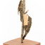 Two White-throated treecreepers mounted on a stick one above the other, on a wooden mount facing front-left.