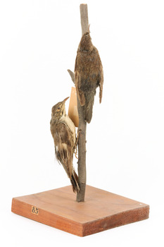 Two White-throated treecreepers mounted on a stick one above the other, on a wooden mount facing back-right.