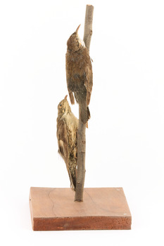 Two White-throated treecreepers mounted on a stick one above the other, on a wooden mount facing right.