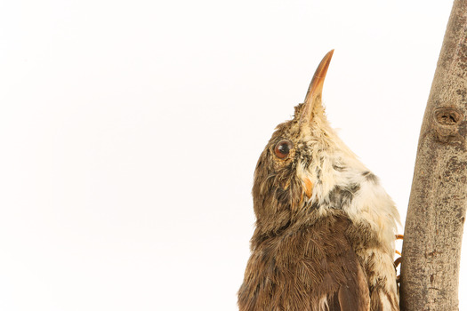 Top half close-up of white-throated treecreeper facing right.