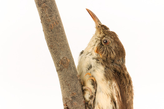 Top half close-up of white-throated treecreeper facing left.