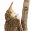 Top half close-up of white-throated treecreeper facing right.