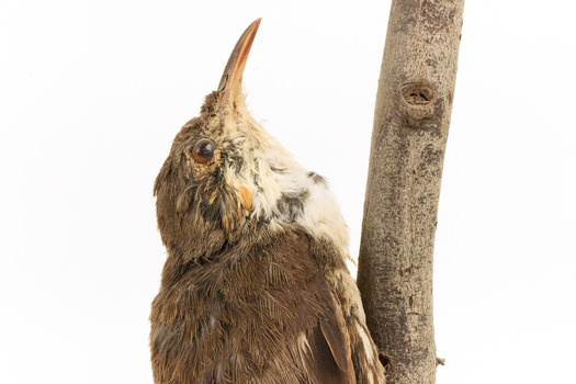 Top half close-up of white-throated treecreeper facing right.