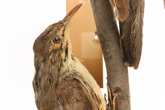 Top half close-up of white-throated treecreeper facing right.