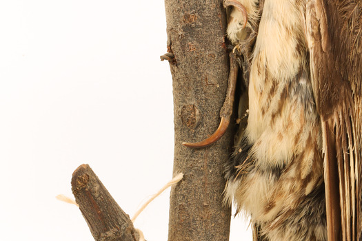 Bottom half close-up of white-throated treecreeper facing left.