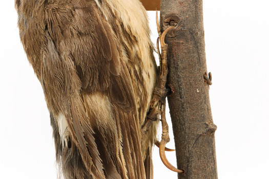 Bottom half close-up of white-throated treecreeper facing right.