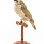 Green woodpecker mounted on wooden perch presenting front-left. 