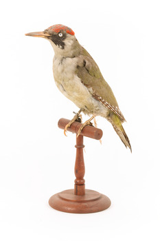 Green woodpecker mounted on wooden perch presenting front-left. 