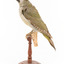 Green woodpecker mounted on wooden perch presenting left. 