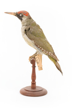 Green woodpecker mounted on wooden perch presenting left. 