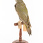 Green woodpecker mounted on wooden perch presenting back-left. 