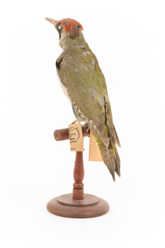 Green woodpecker mounted on wooden perch presenting back-left. 