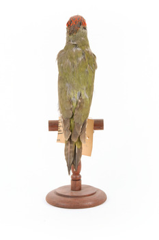 Green woodpecker mounted on wooden perch presenting back. 