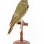 Green woodpecker mounted on wooden perch presenting back-right. 