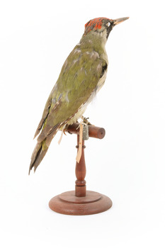 Green woodpecker mounted on wooden perch presenting back-right. 