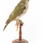 Green woodpecker mounted on wooden perch presenting right. 