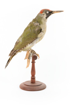 Green woodpecker mounted on wooden perch presenting right. 