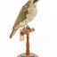 Green woodpecker mounted on wooden perch presenting front-right.