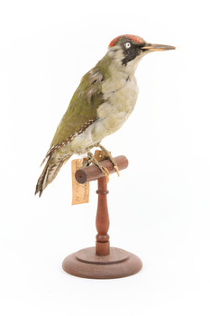 Green woodpecker mounted on wooden perch presenting front-right.