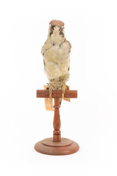 Green woodpecker mounted on wooden perch presenting front. 