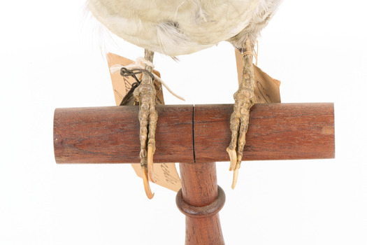 Close up of green woodpecker legs mounted on wooden perch presenting front. 