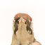 Close up of green woodpecker head and neck presenting front. 