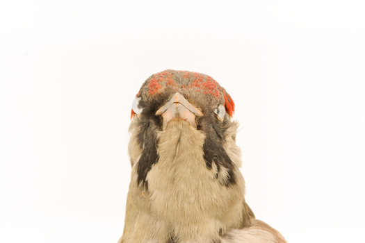 Close up of green woodpecker head and neck presenting front. 