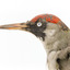 Close up of green woodpecker head and neck presenting left. 