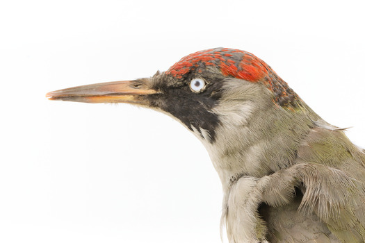 Close up of green woodpecker head and neck presenting left. 