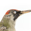 Close up of green woodpecker head and neck presenting right. 