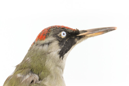 Close up of green woodpecker head and neck presenting right. 