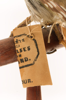 Close up of paper swing tag - half of a stamp - unintelligible text