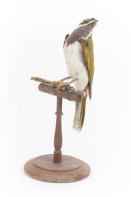 Animal specimen - Blue-faced Honeyeater, Trustees of the Australian Museum, 1860-1880