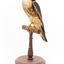 Australian hobby standing on a wooden perch presenting front-left 