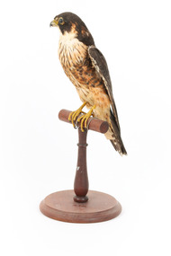 Australian hobby standing on a wooden perch presenting front-left 