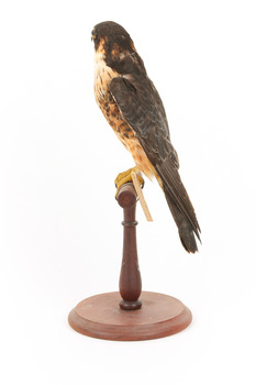 Australian hobby standing on a wooden perch presenting left 