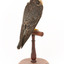 Australian hobby standing on a wooden perch presenting back- left