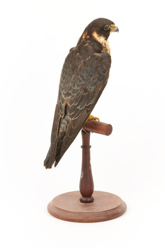 Australian hobby standing on a wooden perch presenting back- left